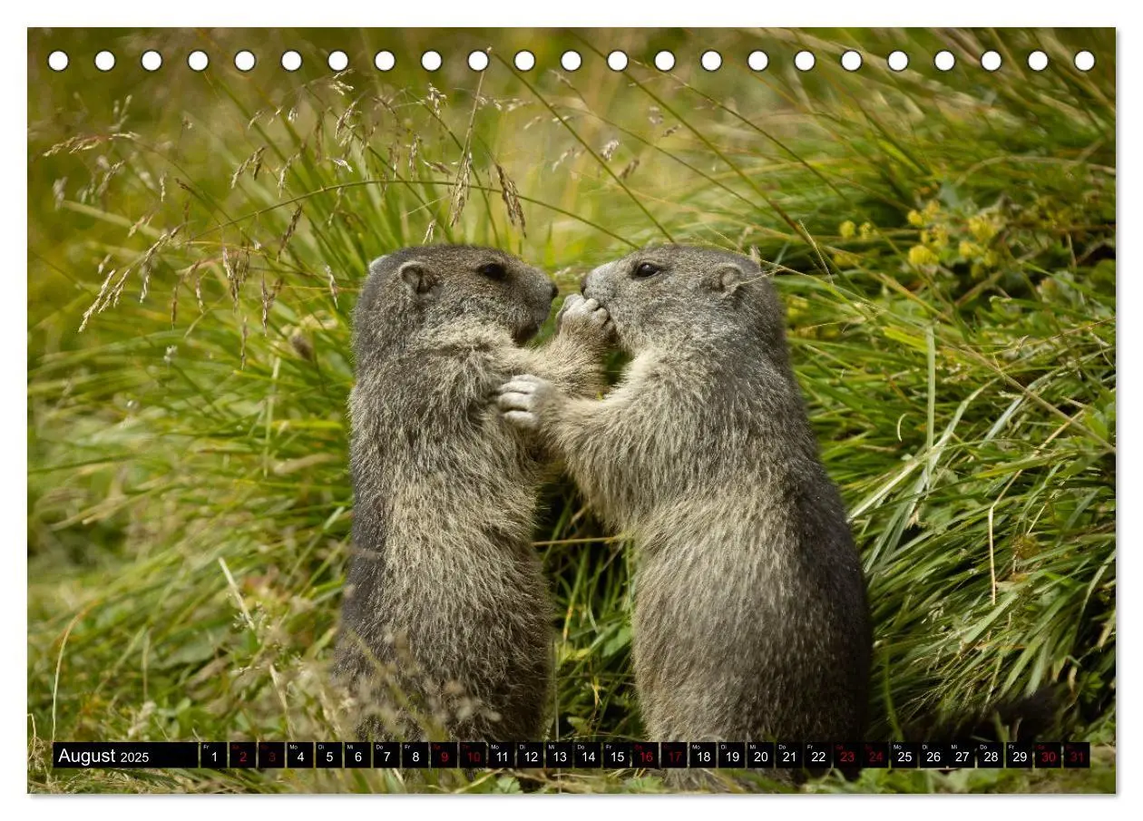 Bild: 9783383920622 | Alpenmurmeltiere - Stars vor der Kamera (Tischkalender 2025 DIN A5...