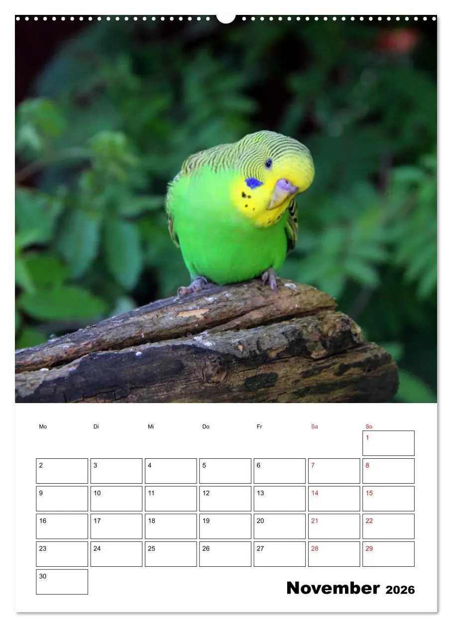 Bild: 9783516360622 | Der Wellensittich - mein bester Freund (Wandkalender 2026 DIN A2...