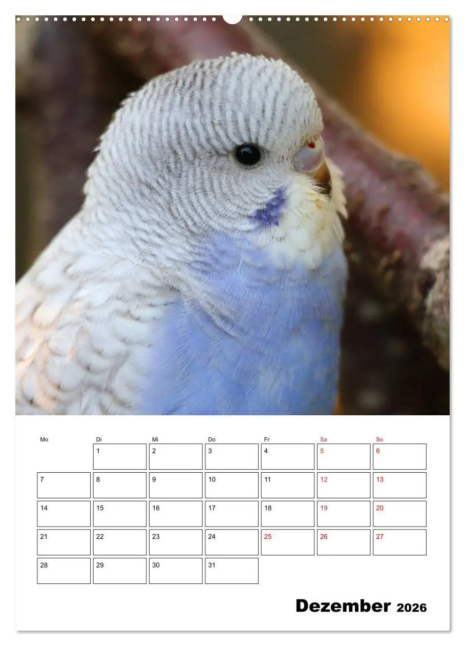 Bild: 9783516360622 | Der Wellensittich - mein bester Freund (Wandkalender 2026 DIN A2...