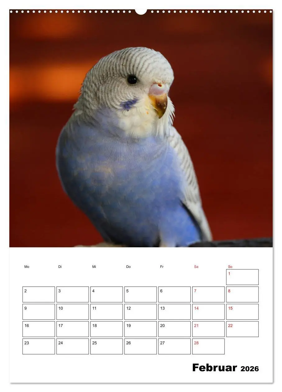 Bild: 9783516360622 | Der Wellensittich - mein bester Freund (Wandkalender 2026 DIN A2...