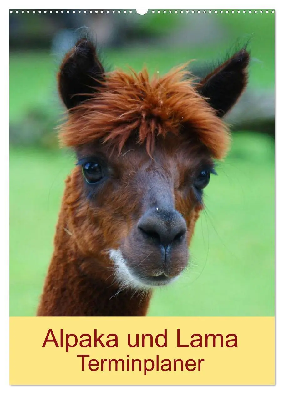 Cover: 9783516430622 | Alpaka und Lama Terminplaner (Wandkalender 2026 DIN A2 hoch),...