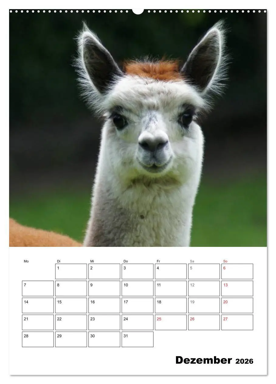 Bild: 9783516430622 | Alpaka und Lama Terminplaner (Wandkalender 2026 DIN A2 hoch),...