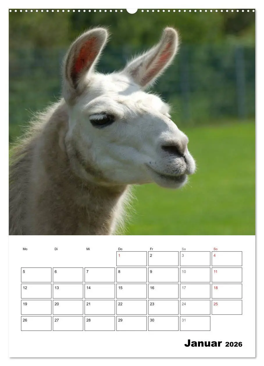 Bild: 9783516430622 | Alpaka und Lama Terminplaner (Wandkalender 2026 DIN A2 hoch),...
