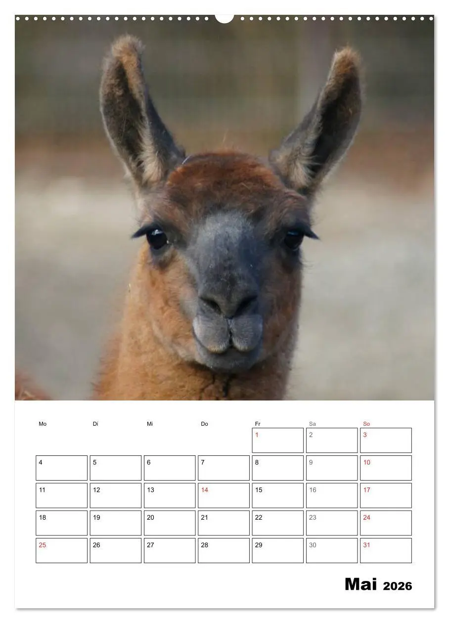 Bild: 9783516430622 | Alpaka und Lama Terminplaner (Wandkalender 2026 DIN A2 hoch),...