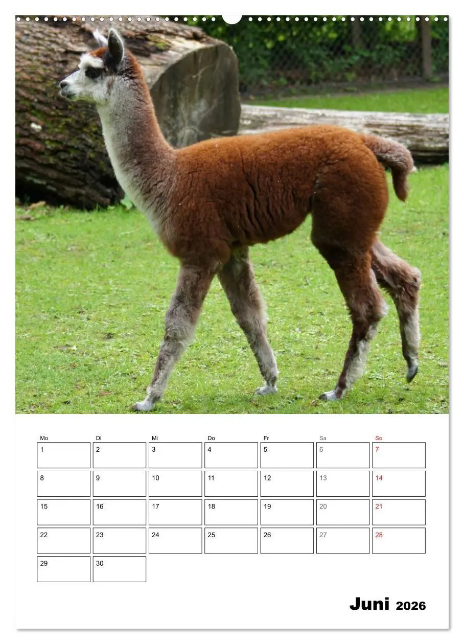 Bild: 9783516430622 | Alpaka und Lama Terminplaner (Wandkalender 2026 DIN A2 hoch),...