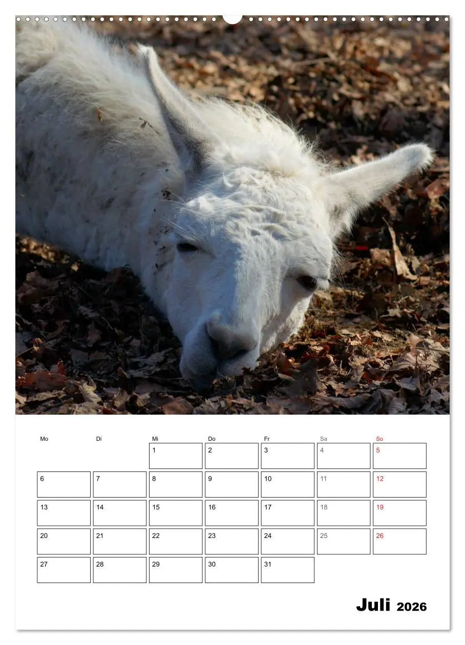 Bild: 9783516430622 | Alpaka und Lama Terminplaner (Wandkalender 2026 DIN A2 hoch),...