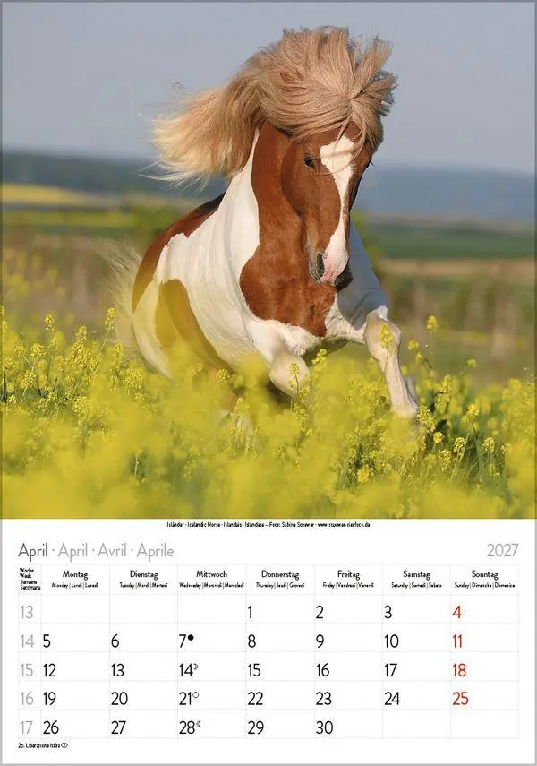 Bild: 9783819300622 | Pferde 2027 | Verlag Korsch | Kalender | Spiralbindung | 13 S. | 2027
