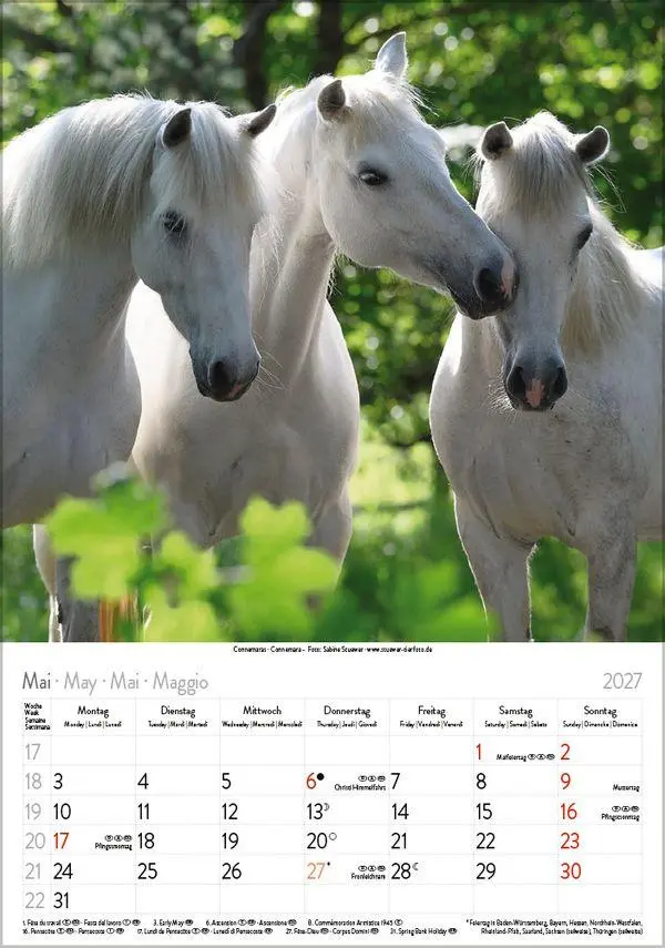 Bild: 9783819300622 | Pferde 2027 | Verlag Korsch | Kalender | Spiralbindung | 13 S. | 2027