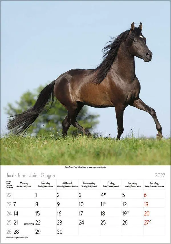 Bild: 9783819300622 | Pferde 2027 | Verlag Korsch | Kalender | Spiralbindung | 13 S. | 2027