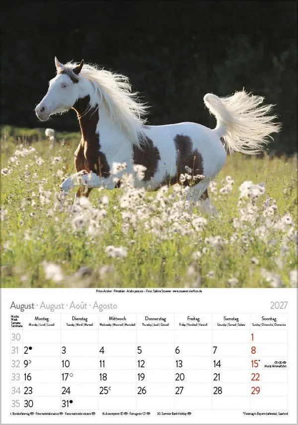 Bild: 9783819300622 | Pferde 2027 | Verlag Korsch | Kalender | Spiralbindung | 13 S. | 2027