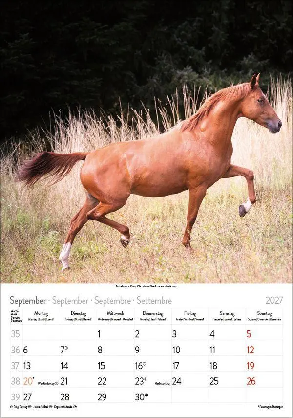 Bild: 9783819300622 | Pferde 2027 | Verlag Korsch | Kalender | Spiralbindung | 13 S. | 2027