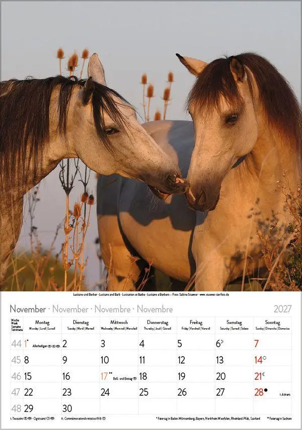 Bild: 9783819300622 | Pferde 2027 | Verlag Korsch | Kalender | Spiralbindung | 13 S. | 2027
