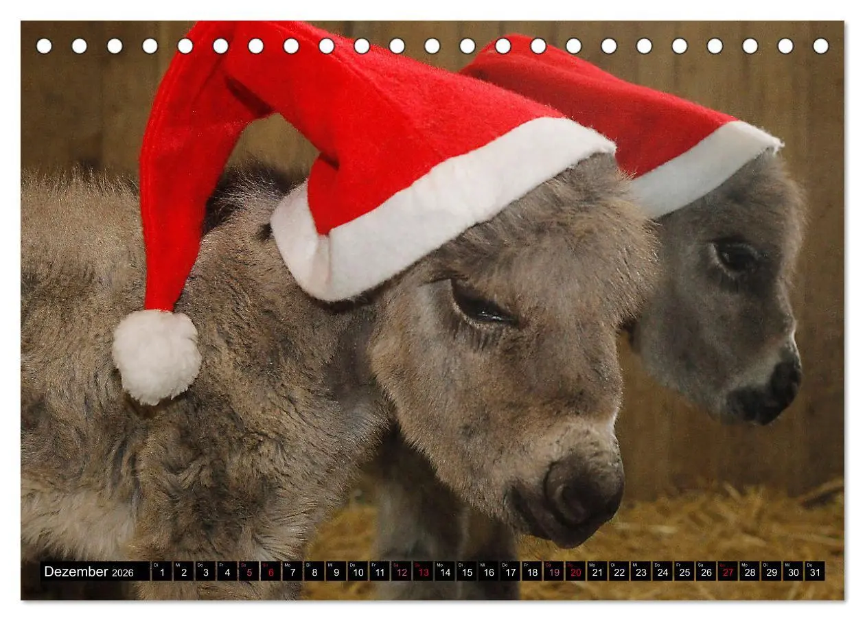 Bild: 9783457640722 | WIR SIND ESEL (Tischkalender 2026 DIN A5 quer), CALVENDO...