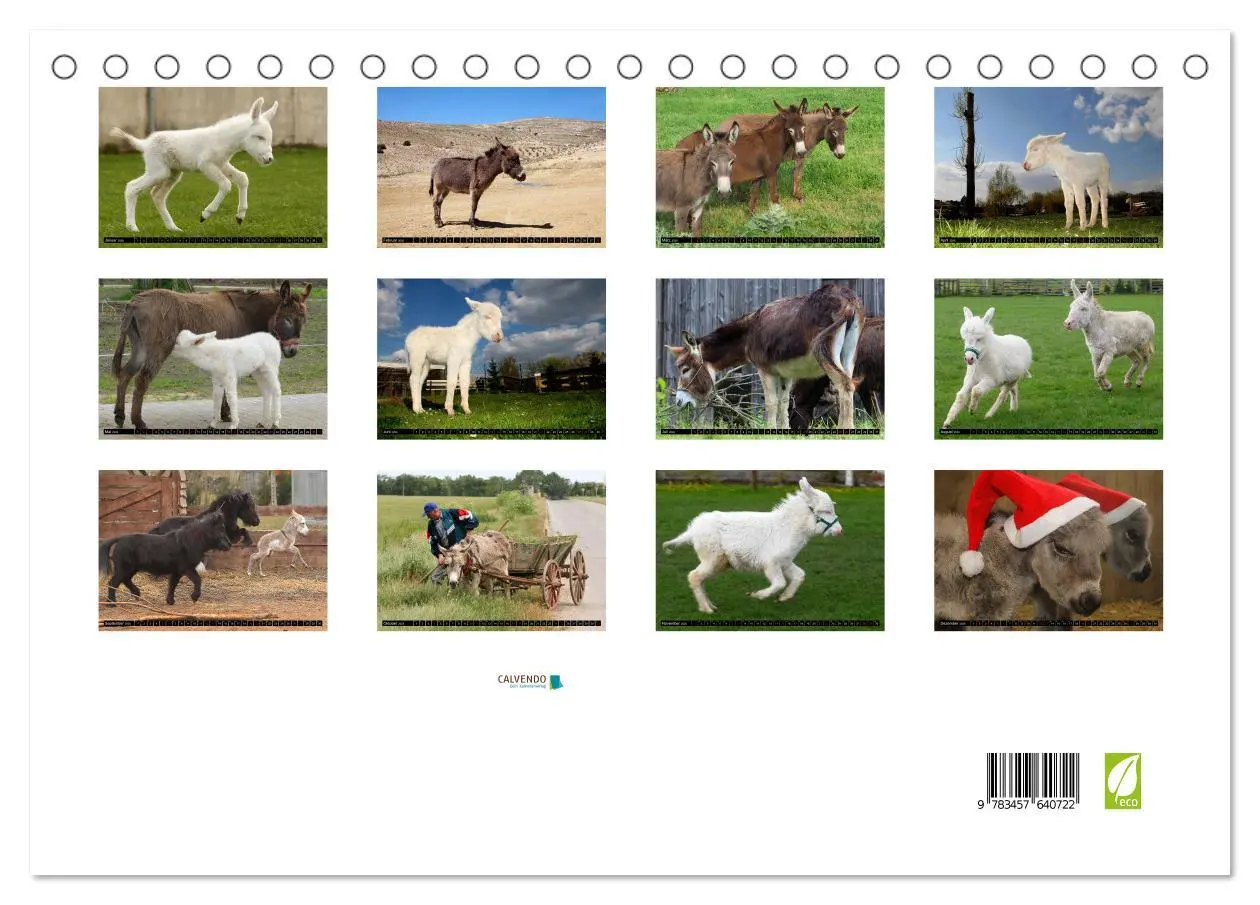 Bild: 9783457640722 | WIR SIND ESEL (Tischkalender 2026 DIN A5 quer), CALVENDO...