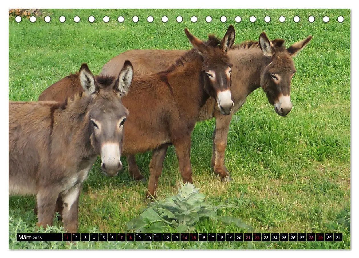 Bild: 9783457640722 | WIR SIND ESEL (Tischkalender 2026 DIN A5 quer), CALVENDO...
