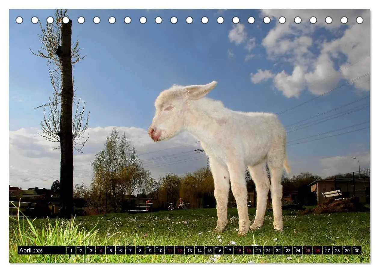 Bild: 9783457640722 | WIR SIND ESEL (Tischkalender 2026 DIN A5 quer), CALVENDO...