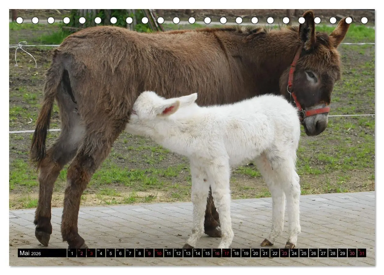 Bild: 9783457640722 | WIR SIND ESEL (Tischkalender 2026 DIN A5 quer), CALVENDO...