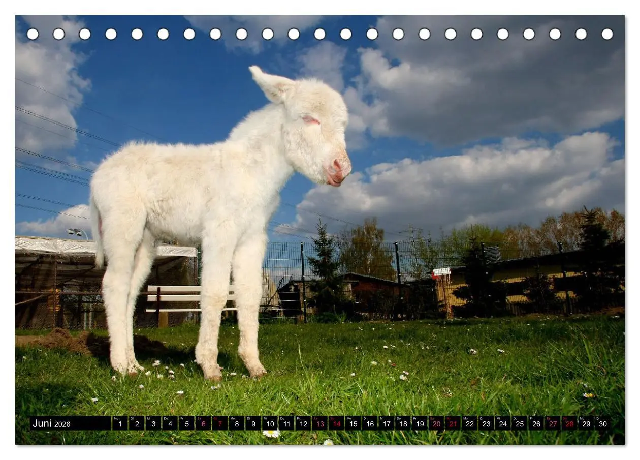Bild: 9783457640722 | WIR SIND ESEL (Tischkalender 2026 DIN A5 quer), CALVENDO...
