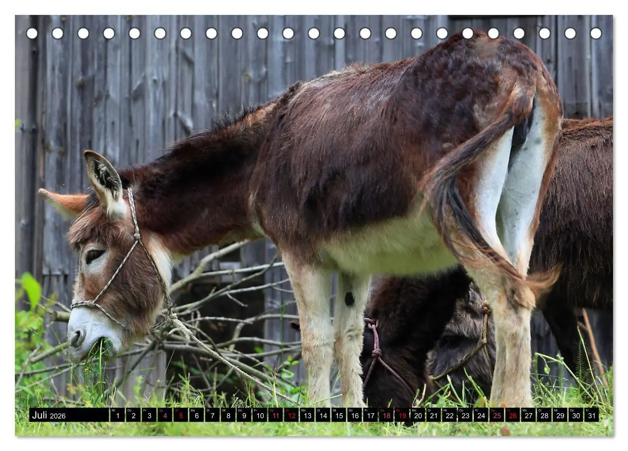 Bild: 9783457640722 | WIR SIND ESEL (Tischkalender 2026 DIN A5 quer), CALVENDO...