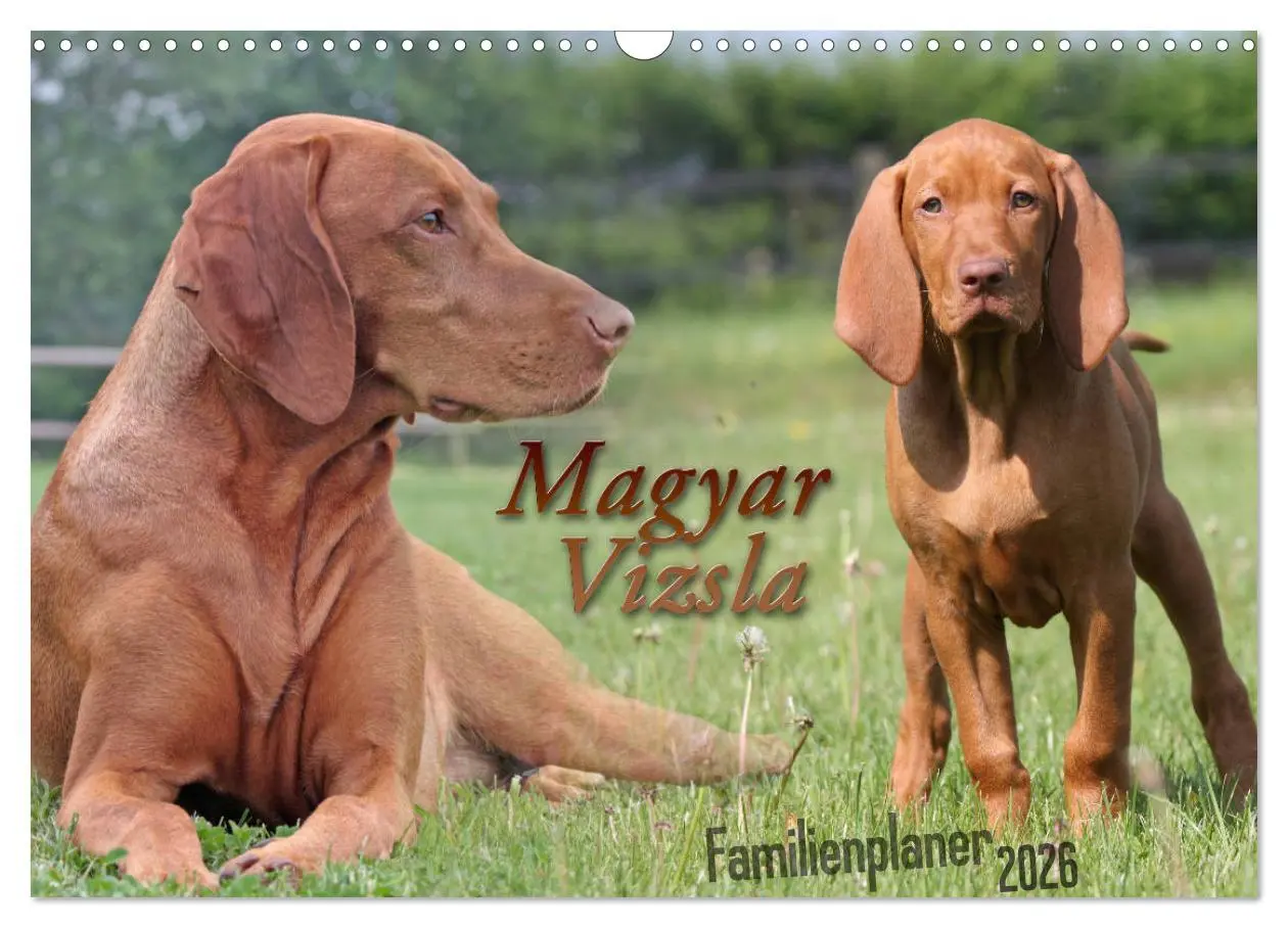 Cover: 9783457880722 | Familienplaner - Magyar Vizsla (Wandkalender 2026 DIN A3 quer),...