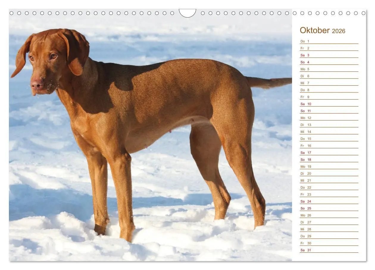 Bild: 9783457880722 | Familienplaner - Magyar Vizsla (Wandkalender 2026 DIN A3 quer),...