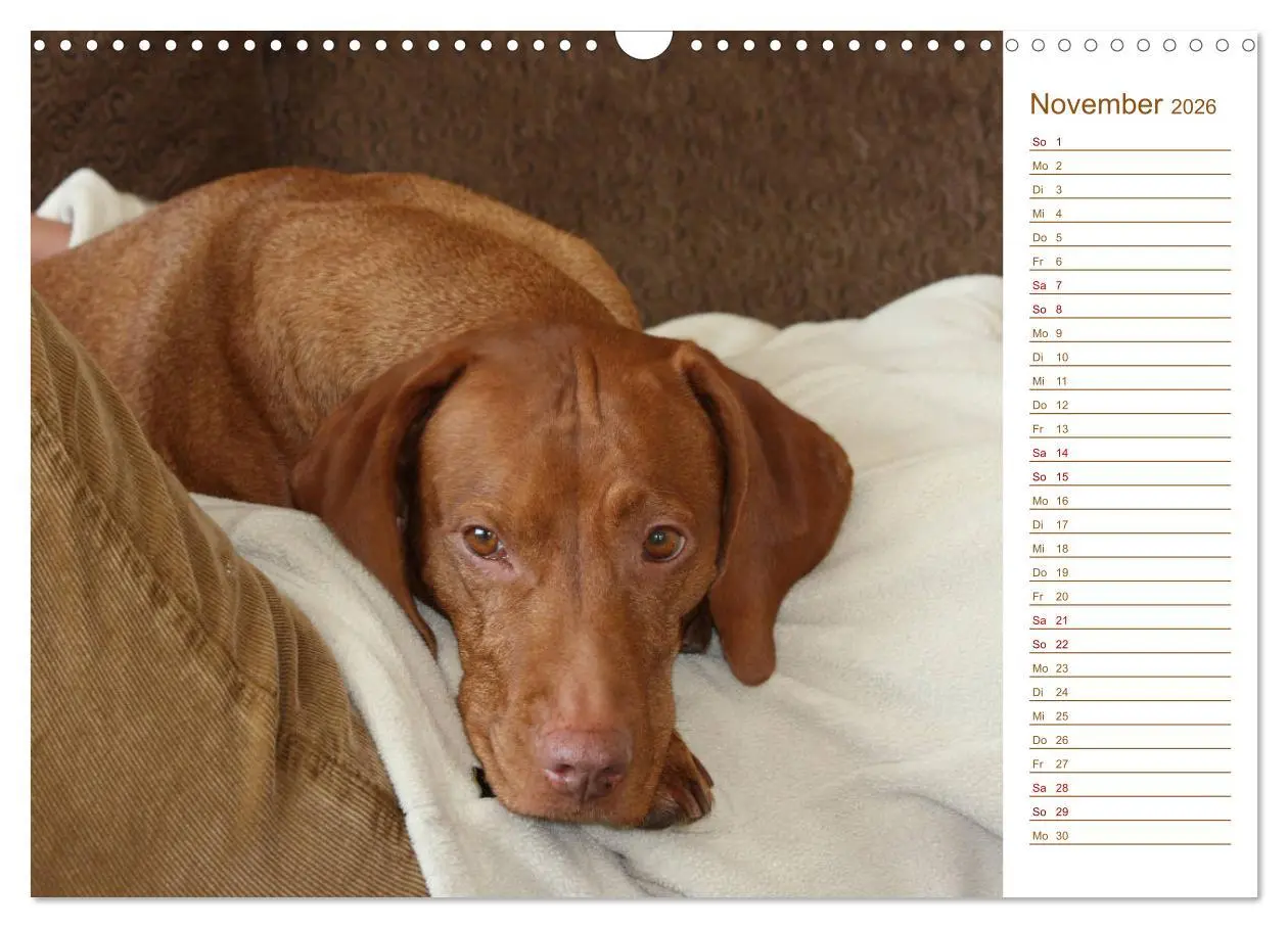 Bild: 9783457880722 | Familienplaner - Magyar Vizsla (Wandkalender 2026 DIN A3 quer),...
