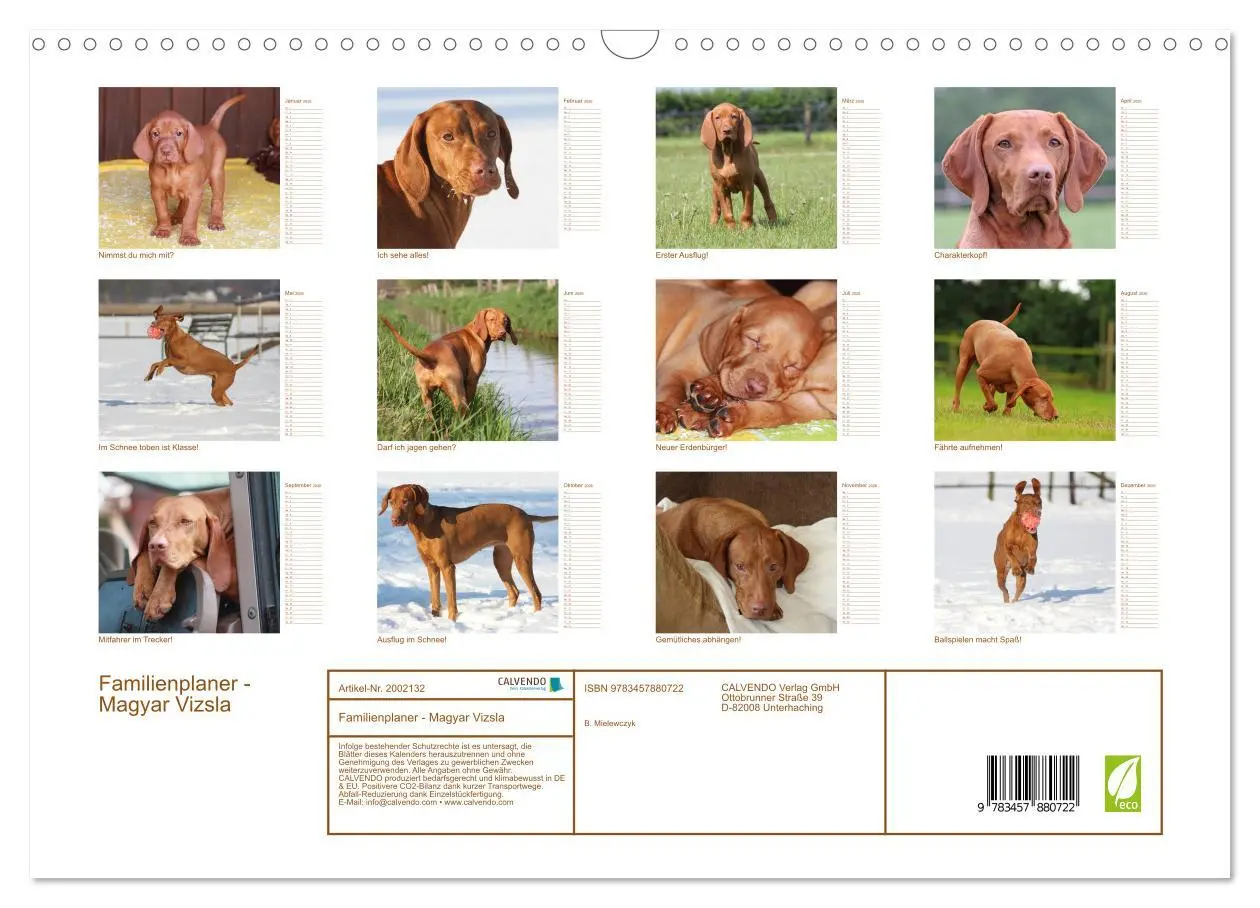Bild: 9783457880722 | Familienplaner - Magyar Vizsla (Wandkalender 2026 DIN A3 quer),...