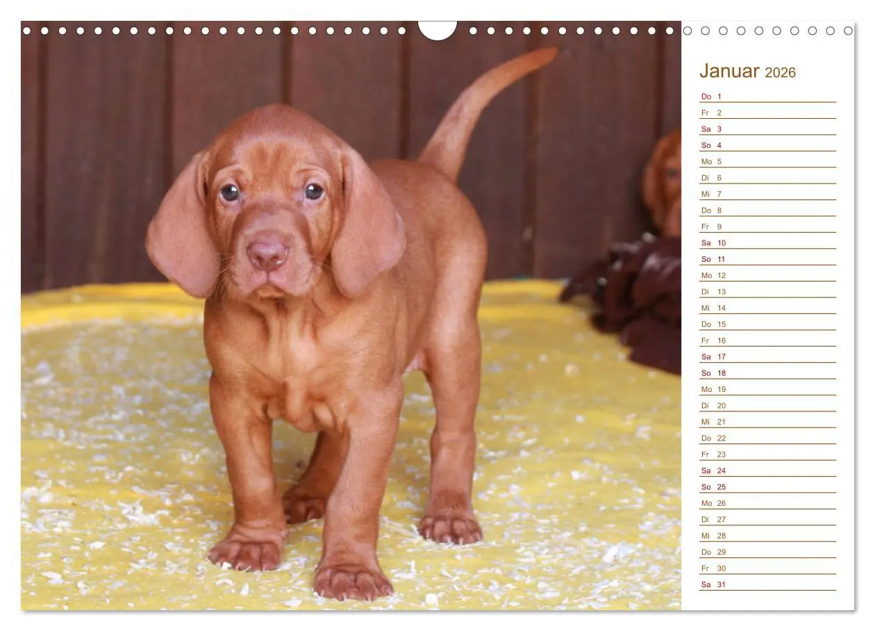 Bild: 9783457880722 | Familienplaner - Magyar Vizsla (Wandkalender 2026 DIN A3 quer),...