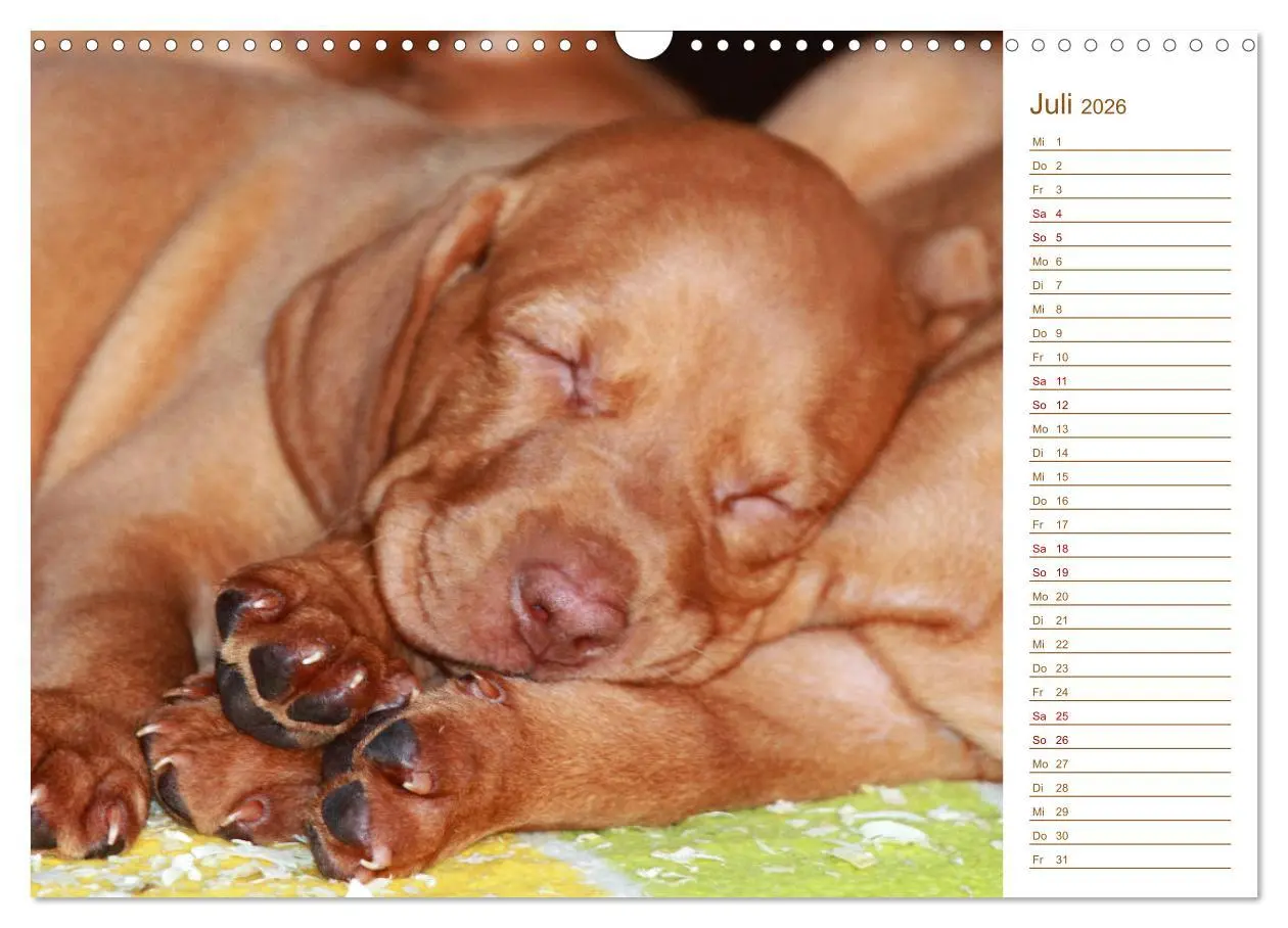 Bild: 9783457880722 | Familienplaner - Magyar Vizsla (Wandkalender 2026 DIN A3 quer),...