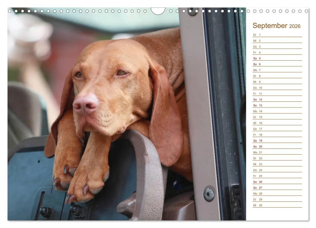 Bild: 9783457880722 | Familienplaner - Magyar Vizsla (Wandkalender 2026 DIN A3 quer),...