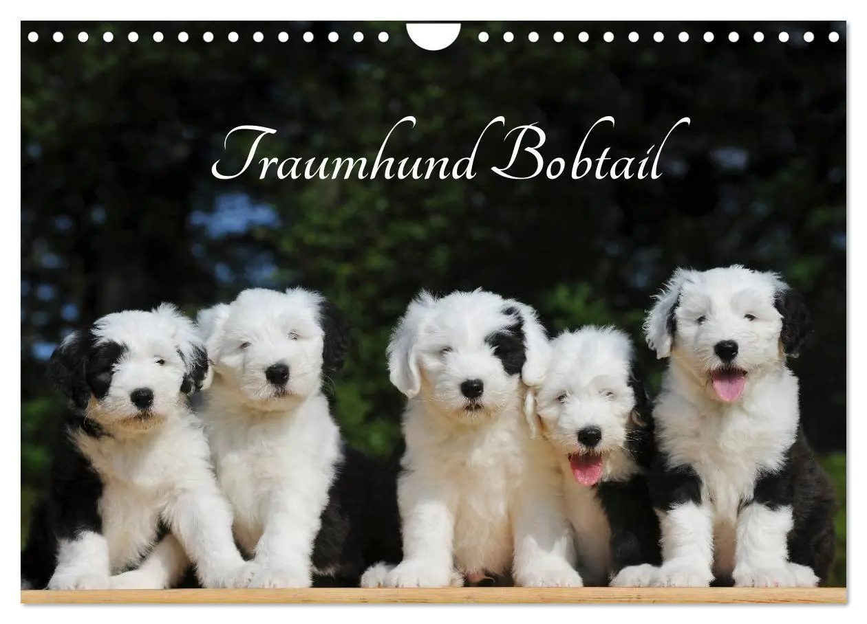 Cover: 9783516030822 | Traumhund Bobtail (Wandkalender 2026 DIN A4 quer), CALVENDO...
