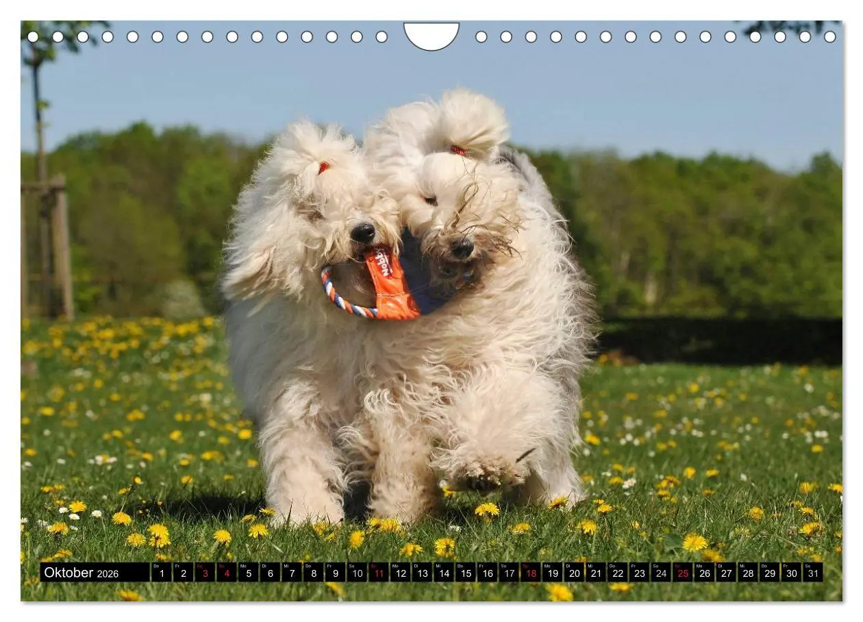Bild: 9783516030822 | Traumhund Bobtail (Wandkalender 2026 DIN A4 quer), CALVENDO...