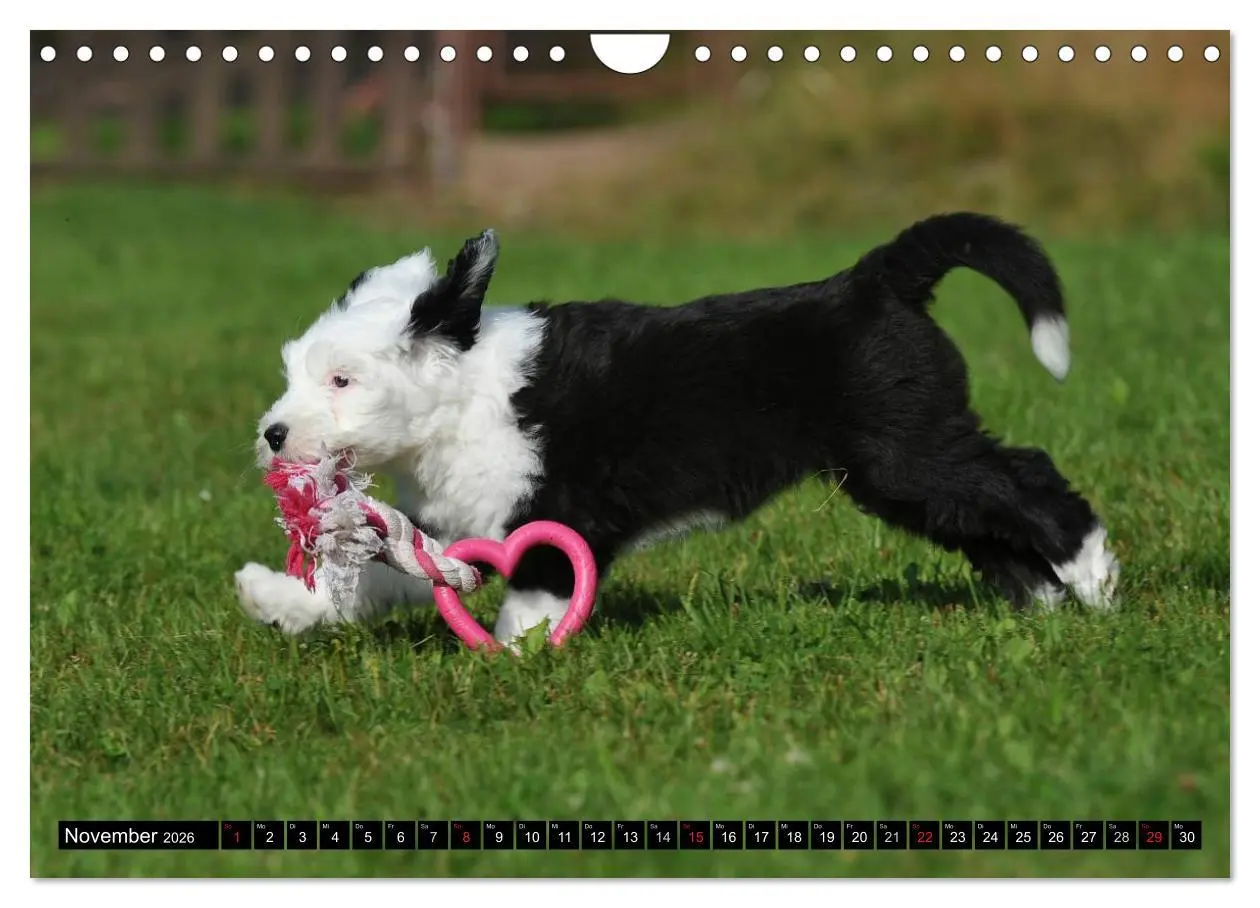 Bild: 9783516030822 | Traumhund Bobtail (Wandkalender 2026 DIN A4 quer), CALVENDO...