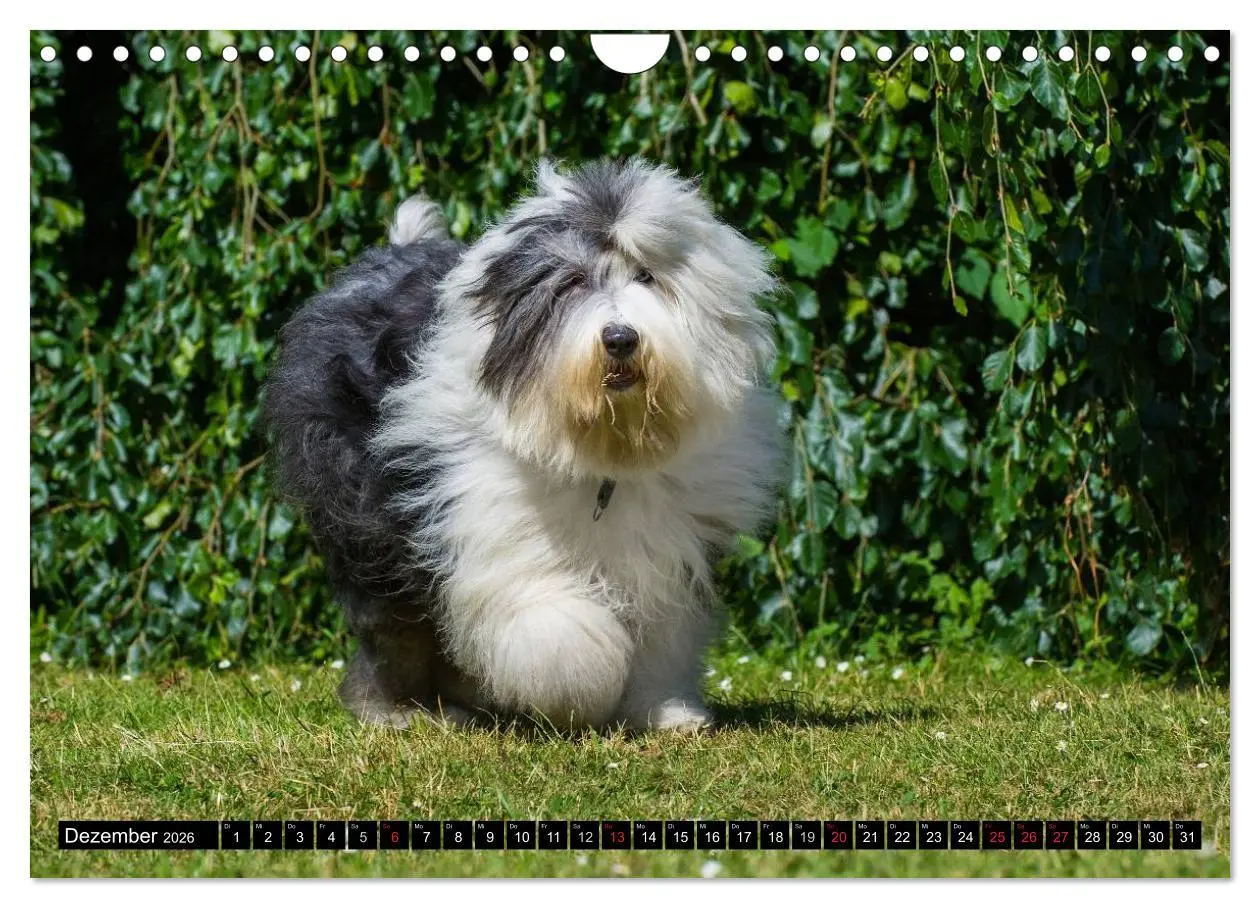 Bild: 9783516030822 | Traumhund Bobtail (Wandkalender 2026 DIN A4 quer), CALVENDO...