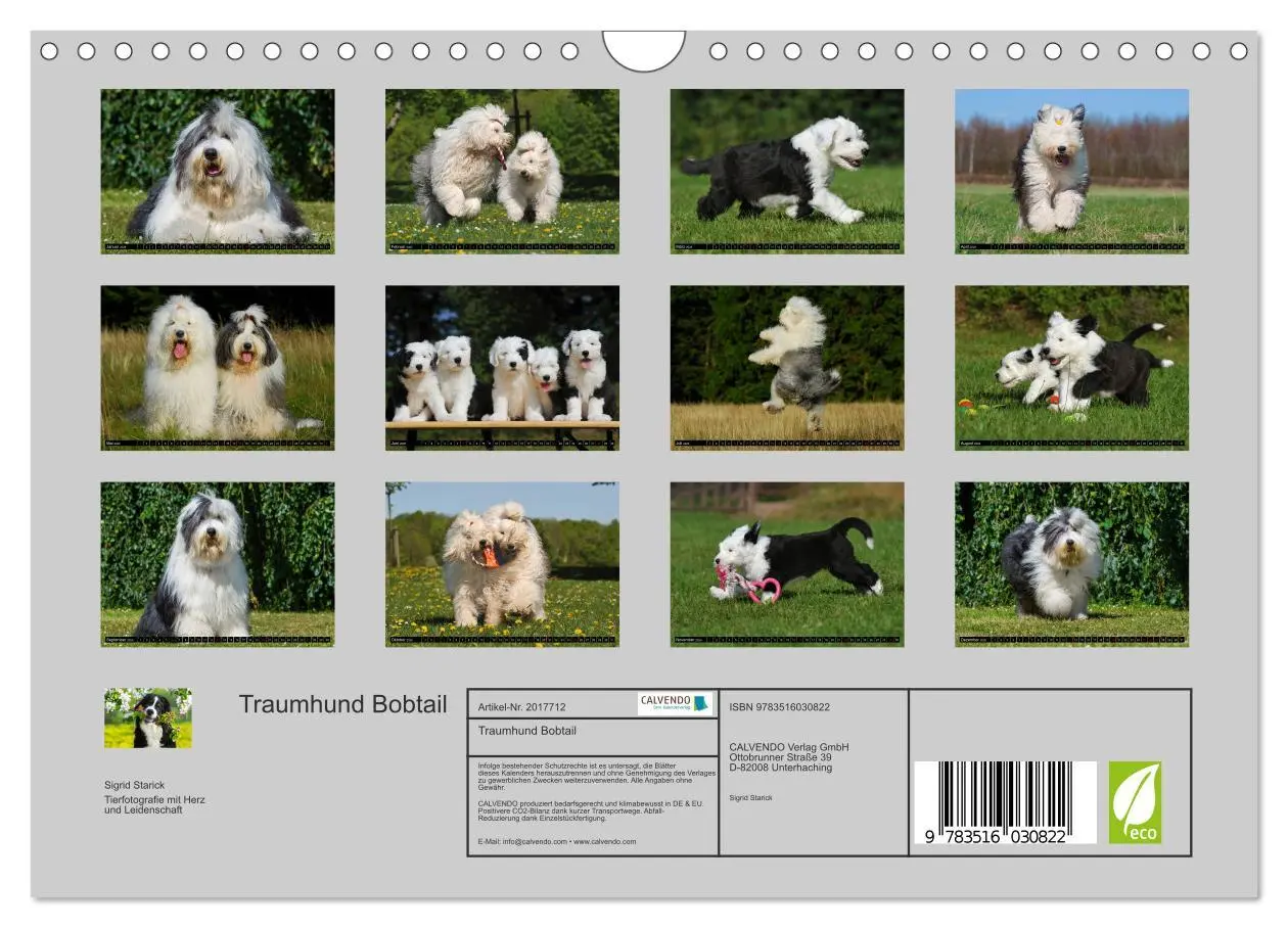 Bild: 9783516030822 | Traumhund Bobtail (Wandkalender 2026 DIN A4 quer), CALVENDO...