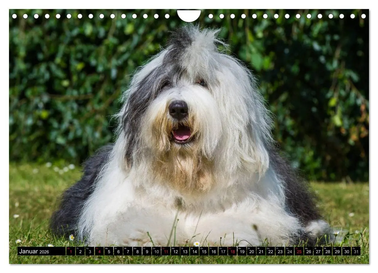 Bild: 9783516030822 | Traumhund Bobtail (Wandkalender 2026 DIN A4 quer), CALVENDO...