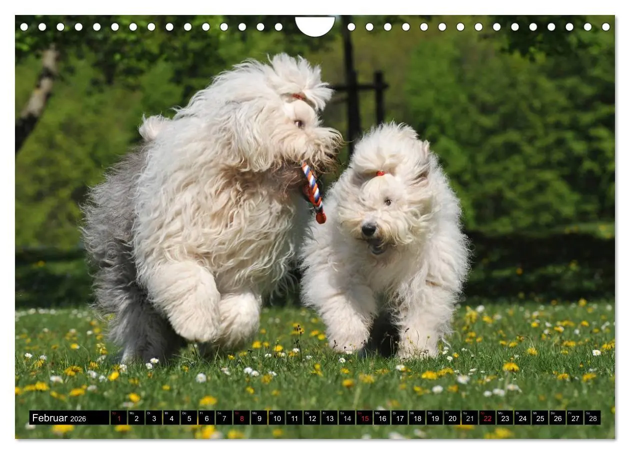 Bild: 9783516030822 | Traumhund Bobtail (Wandkalender 2026 DIN A4 quer), CALVENDO...