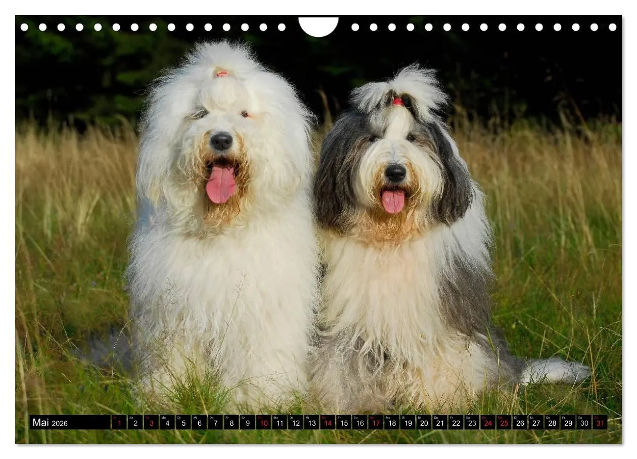 Bild: 9783516030822 | Traumhund Bobtail (Wandkalender 2026 DIN A4 quer), CALVENDO...
