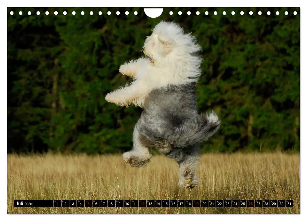 Bild: 9783516030822 | Traumhund Bobtail (Wandkalender 2026 DIN A4 quer), CALVENDO...