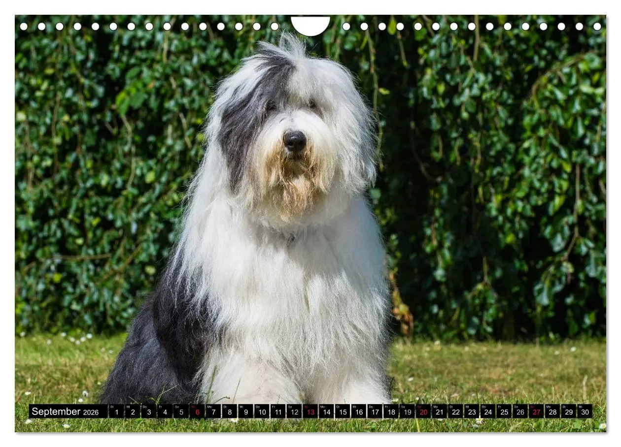 Bild: 9783516030822 | Traumhund Bobtail (Wandkalender 2026 DIN A4 quer), CALVENDO...