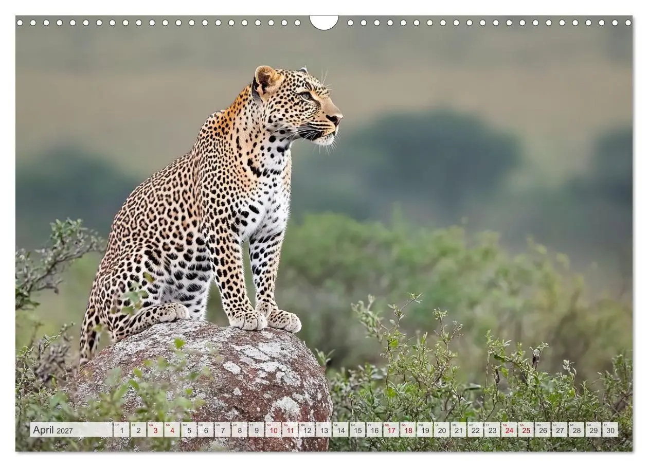 Bild: 9783516950922 | TIERWELT AFRIKA Faszination Wildnis (Wandkalender 2027 DIN A3...