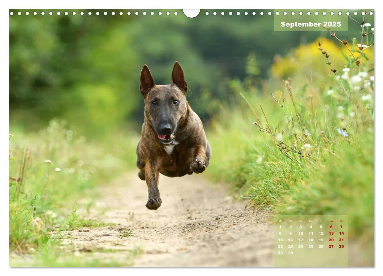 Bild: 9783435341122 | Bullterrier 2025 Frech und fröhlich durch das Jahr (Wandkalender...