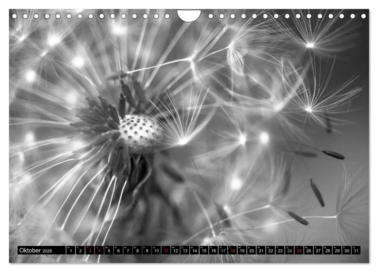 Bild: 9783516121322 | Pusteblume - Impressionen in schwarzweiß (Wandkalender 2026 DIN A4...