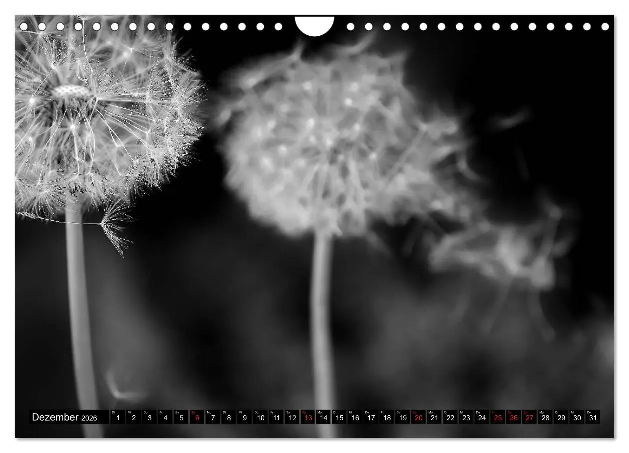 Bild: 9783516121322 | Pusteblume - Impressionen in schwarzweiß (Wandkalender 2026 DIN A4...