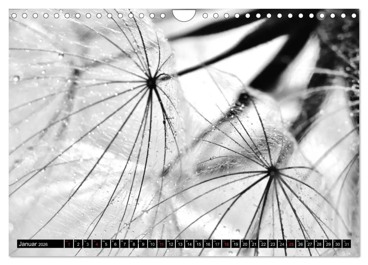 Bild: 9783516121322 | Pusteblume - Impressionen in schwarzweiß (Wandkalender 2026 DIN A4...