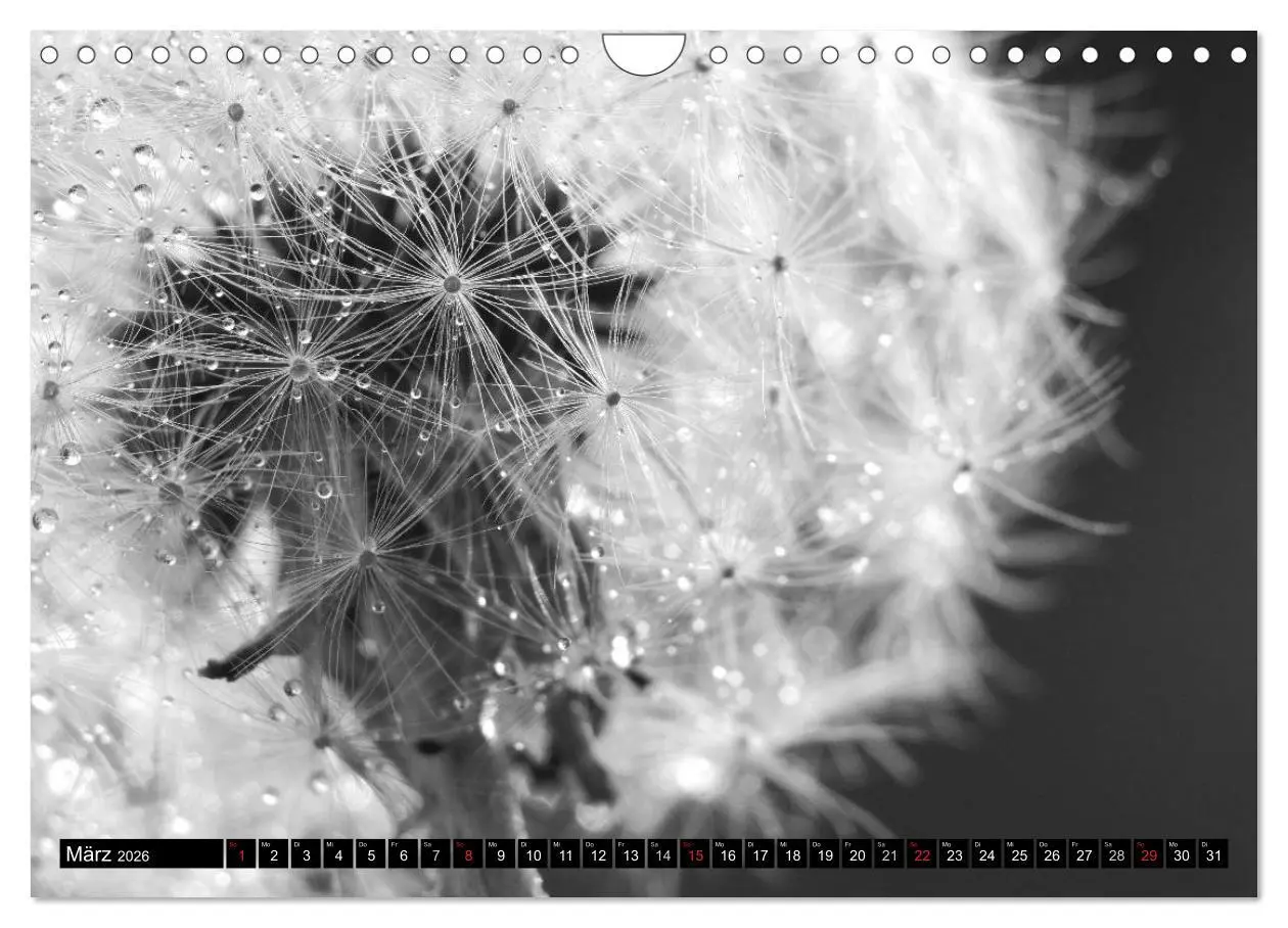 Bild: 9783516121322 | Pusteblume - Impressionen in schwarzweiß (Wandkalender 2026 DIN A4...