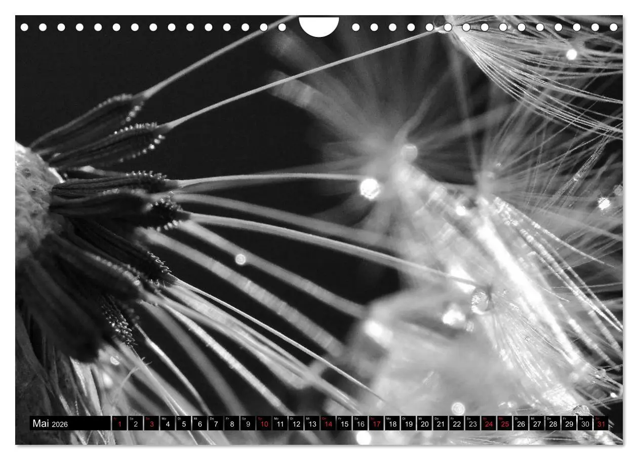 Bild: 9783516121322 | Pusteblume - Impressionen in schwarzweiß (Wandkalender 2026 DIN A4...