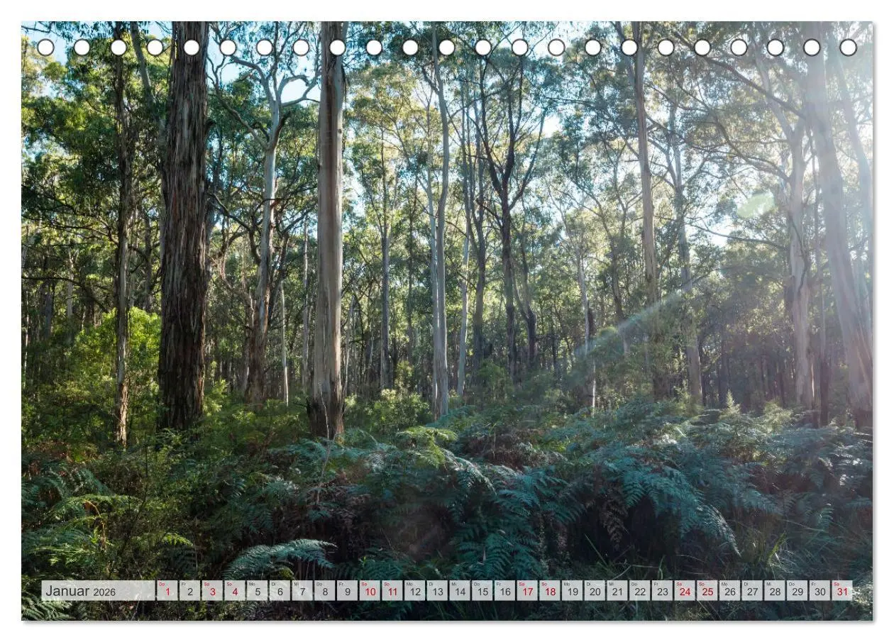 Bild: 9783457571422 | Wälder der Welt (Tischkalender 2026 DIN A5 quer), CALVENDO...