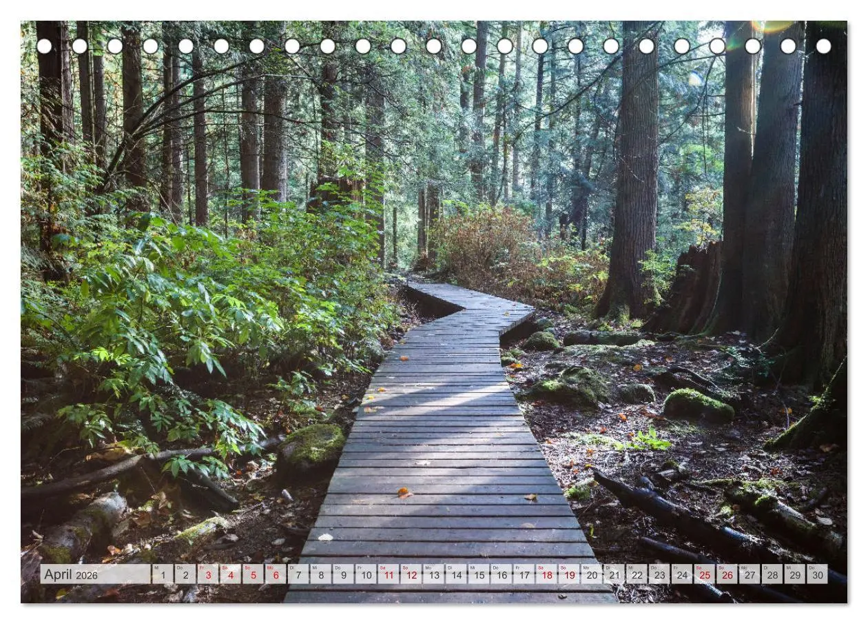 Bild: 9783457571422 | Wälder der Welt (Tischkalender 2026 DIN A5 quer), CALVENDO...