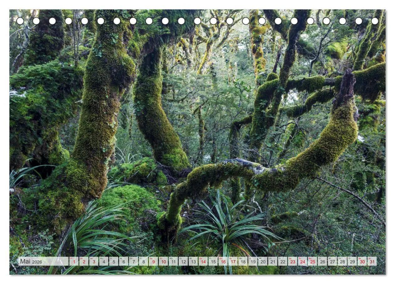 Bild: 9783457571422 | Wälder der Welt (Tischkalender 2026 DIN A5 quer), CALVENDO...